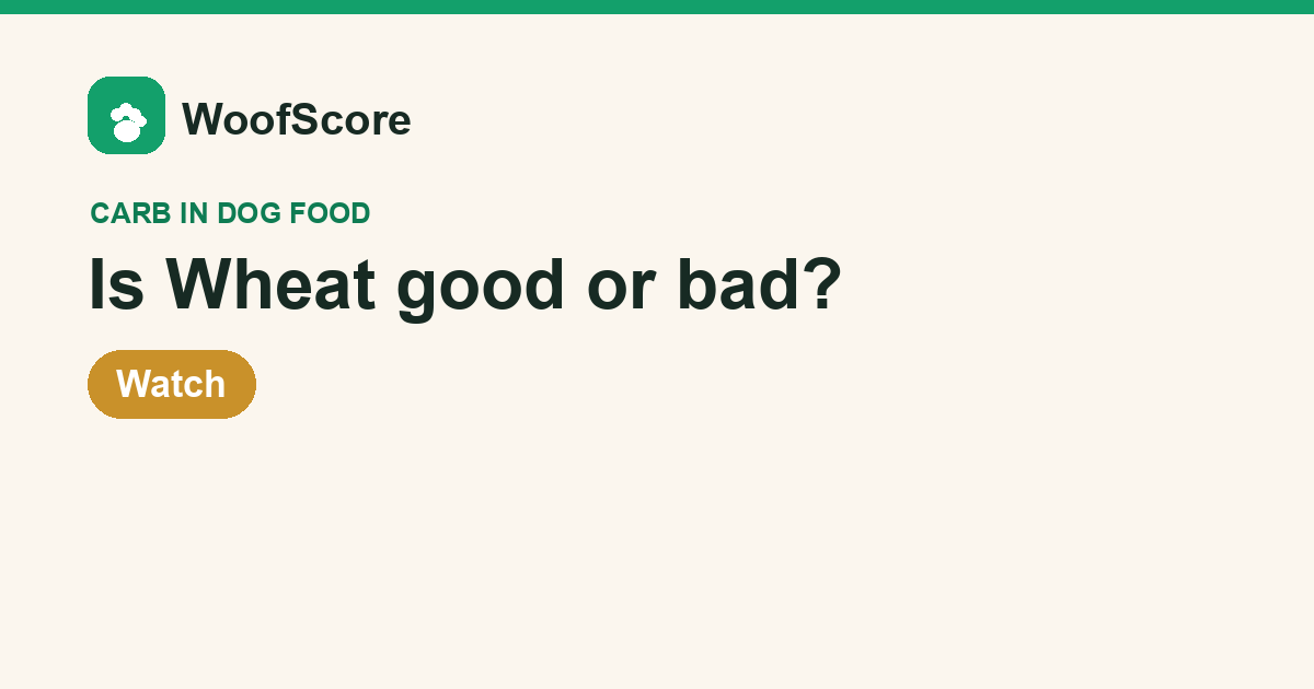 Is Wheat good or bad in dog food — WoofScore rating: Watch