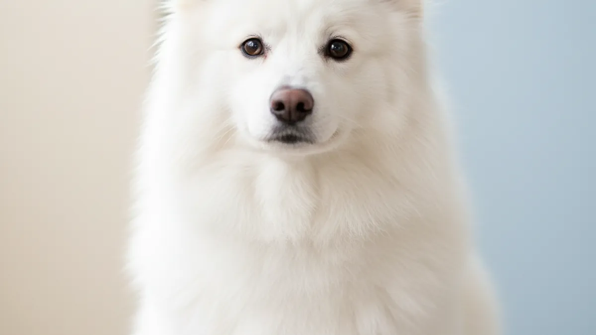American Eskimo Dog dog