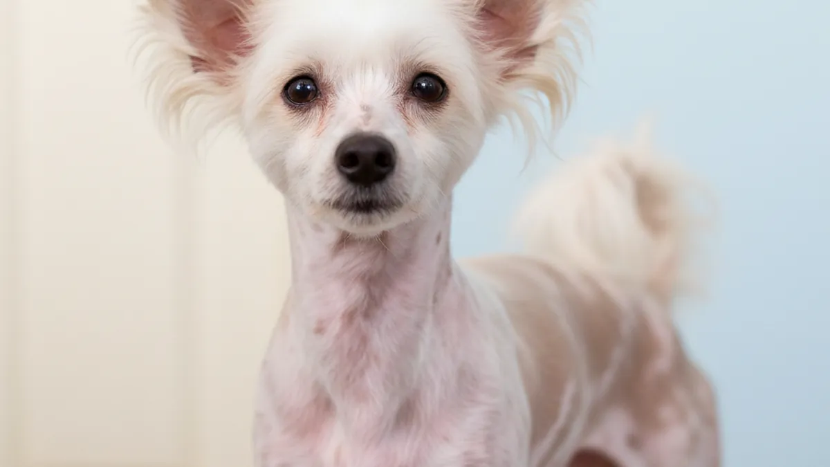 Chinese Crested dog