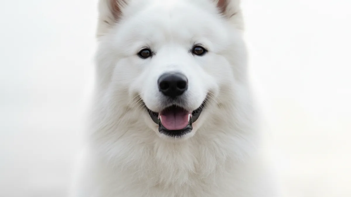 Samoyed dog